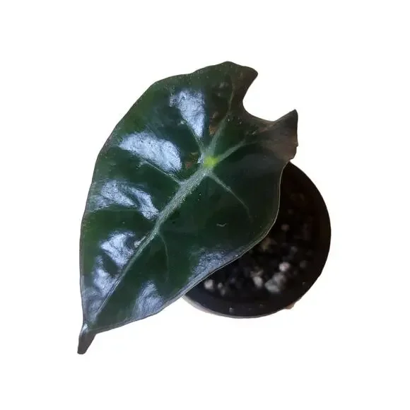 Alocasia Amazonica 'Polly' Elephant Ear Plant - Picture 2 of 12